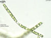 UTEX B 330 Ulothrix minuta | UTEX Culture Collection of Algae