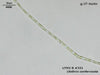 UTEX B 331 Ulothrix confervicola | UTEX Culture Collection of Algae