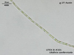 Of Doodt Editie UTEX B 331 Ulothrix confervicola | UTEX Culture Collection of Algae
