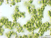 UTEX B 333 Pleurastrum terrestre | UTEX Culture Collection of Algae