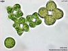 UTEX B 336 Pseudendoclonium basiliense | UTEX Culture Collection of Algae