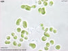 UTEX B 337 Pseudendoclonium basiliense var. brandii | UTEX Culture Collection of Algae