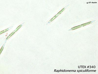 UTEX B 340 Raphidonema spiculiforme | UTEX Culture Collection of Algae