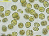 UTEX 343 Chlorella fusca var. fusca | UTEX Culture Collection of Algae