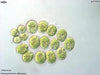 UTEX B 344 Chlamydomonas debaryana | UTEX Culture Collection of Algae