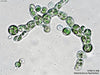 UTEX B 348 Heterococcus fuornensis | UTEX Culture Collection of Algae