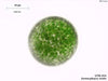 UTEX LB 34 Eremosphaera viridis | UTEX Culture Collection of Algae