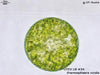 UTEX LB 34 Eremosphaera viridis | UTEX Culture Collection of Algae