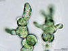 UTEX B 351 Heterococcus moniliformis | UTEX Culture Collection of Algae