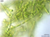 UTEX B 355 Heterothrix solida | UTEX Culture Collection of Algae