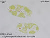UTEX B 366 Euglena geniculata var. terricola | UTEX Culture Collection of Algae