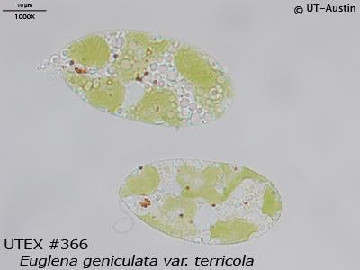 <strong>UTEX B 366</strong> <br><i>Euglena geniculata var. terricola</i>