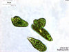 UTEX B 367 Euglena gracilis | UTEX Culture Collection of Algae