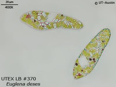 <strong>UTEX LB 370</strong> <br><i>Euglena deses</i>