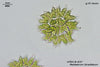 UTEX B 37 Pediastrum biradiatum | UTEX Culture Collection of Algae