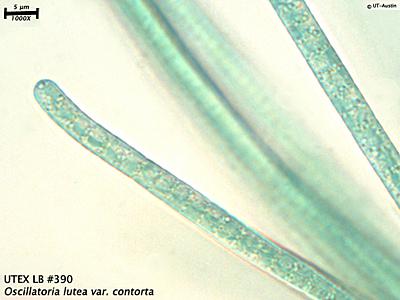 UTEX LB 390 Oscillatoria lutea var. contorta | UTEX Culture Collection of Algae