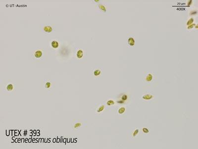 <strong>UTEX 393</strong> <br><i>Scenedesmus obliquus</i>