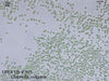 UTEX 395 Chlorella vulgaris | UTEX Culture Collection of Algae