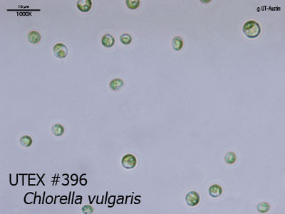 <strong>UTEX 396</strong> <br><i>Chlorella vulgaris</i>