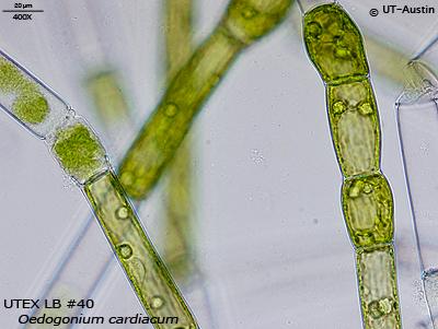 <strong>UTEX LB 40</strong> <br><i>Oedogonium cardiacum</i>