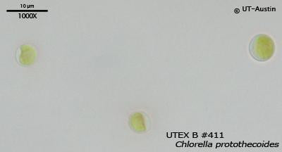 <strong>UTEX B 411</strong> <br><i>Chlorella protothecoides</i>