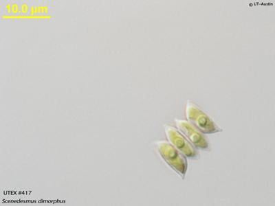 <strong>UTEX 417</strong> <br><i>Scenedesmus dimorphus</i>