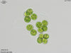 UTEX B 418 Oocystis apiculata | UTEX Culture Collection of Algae