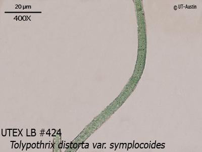 <strong>UTEX B 424</strong> <br><i>Tolypothrix distorta var. symplocoides</i>