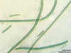 UTEX B 428 Oscillatoria tenuis | UTEX Culture Collection of Algae