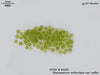 UTEX B 430 Staurastrum orbiculare var. ralfsii | UTEX Culture Collection of Algae