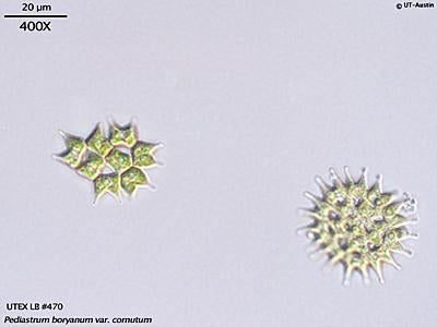 <strong>UTEX LB 470</strong> <br><i>Pediastrum boryanum var. cornutum</i>