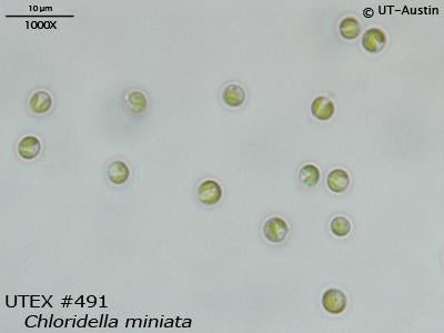 <strong>UTEX 491</strong> <br><i>Chloridella miniata</i>