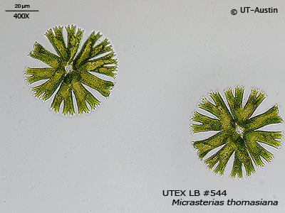<strong>UTEX LB 544</strong> <br><i>Micrasterias thomasiana</i>