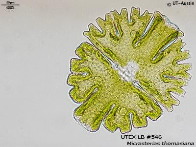 <strong>UTEX LB 546</strong> <br><i>Micrasterias thomasiana</i>