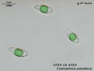 UTEX LB 555 Cyanophora paradoxa | UTEX Culture Collection of Algae