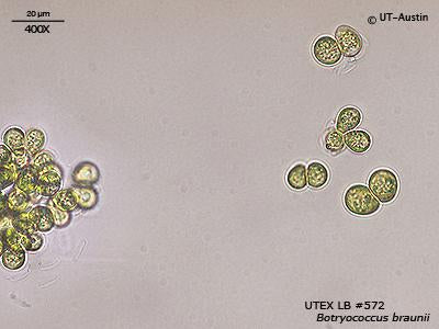 <strong>UTEX 572.</strong> <br><i>Botryococcus braunii</i>