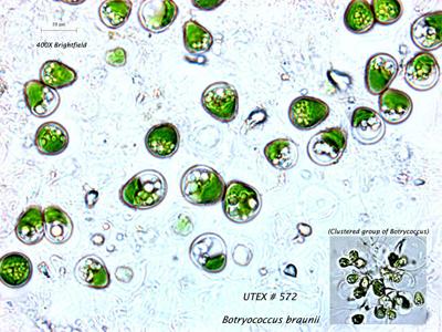 UTEX LB 572 Botryococcus braunii | UTEX Culture Collection of Algae