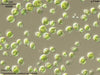 UTEX B 576 Chlamydomonas moewusii var. rotunda | UTEX Culture Collection of Algae
