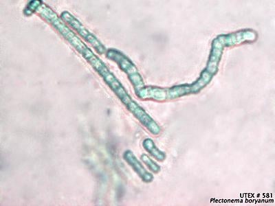 UTEX B 581 Plectonema boryanum | UTEX Culture Collection of Algae