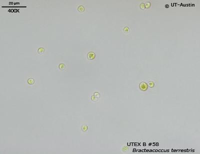 <strong>UTEX B 58</strong> <br><i>Bracteacoccus terrestris</i>