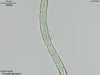 UTEX B 590 Fremyella diplosiphon | UTEX Culture Collection of Algae