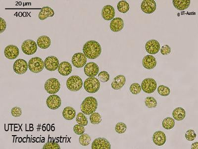 <strong>UTEX LB 606</strong> <br><i>Trochiscia hystrix</i>
