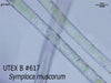 UTEX B 617 Symploca muscorum | UTEX Culture Collection of Algae