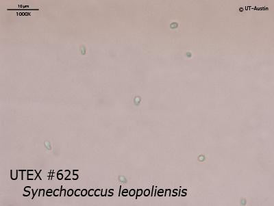 <strong>UTEX 625</strong> <br><i>Synechococcus leopoliensis</i>