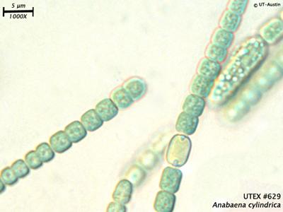 <strong>UTEX B 629</strong> <br><i>Anabaena cylindrica</i>