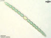 UTEX B 629 Anabaena cylindrica | UTEX Culture Collection of Algae