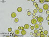 UTEX LB 62 Dictyococcus varians | UTEX Culture Collection of Algae