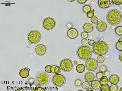 <strong>UTEX LB 62</strong> <br><i>Dictyococcus varians</i>