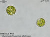 UTEX LB 65 Dysmorphococcus globosus | UTEX Culture Collection of Algae