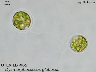 <strong>UTEX LB 65</strong> <br><i>Dysmorphococcus globosus</i>